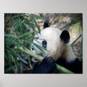 Poster Un ours de panda mange du bambou