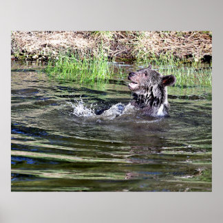 Poster Un ours grizzli joue dans l'eau