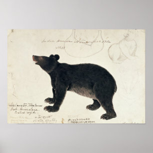 Poster Un ours noir asiatique, "Ursus Tibetanus "