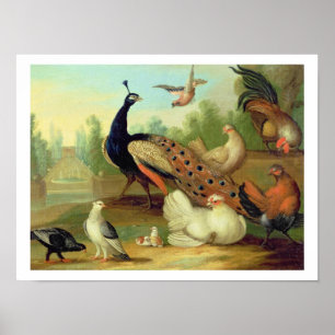 Poster Un paon, colombes, poulets et un geai en parc