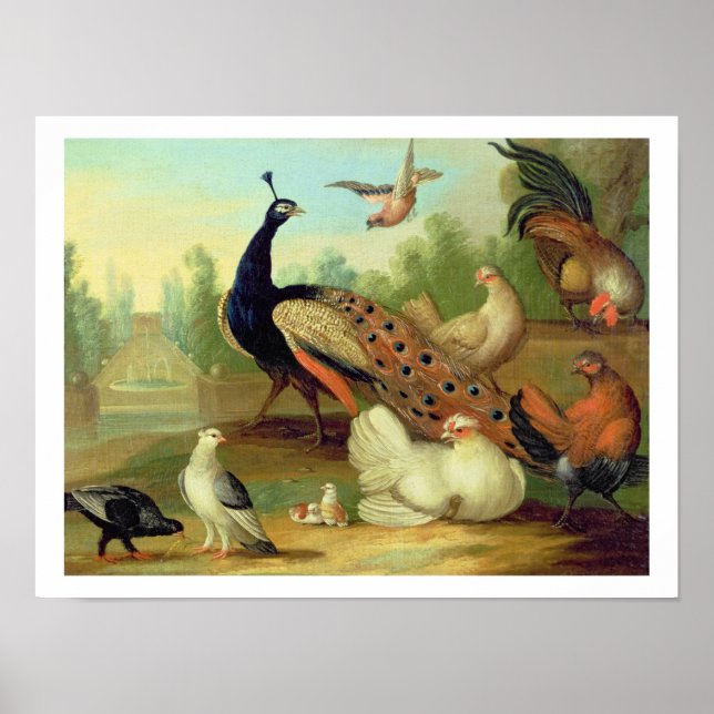 Poster Un paon, des colombes, des poulets et une fosse da (Devant)