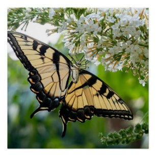 Poster Un papillon aux ailes jaunes et noires