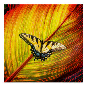Poster Un papillon aux ailes jaunes et noires