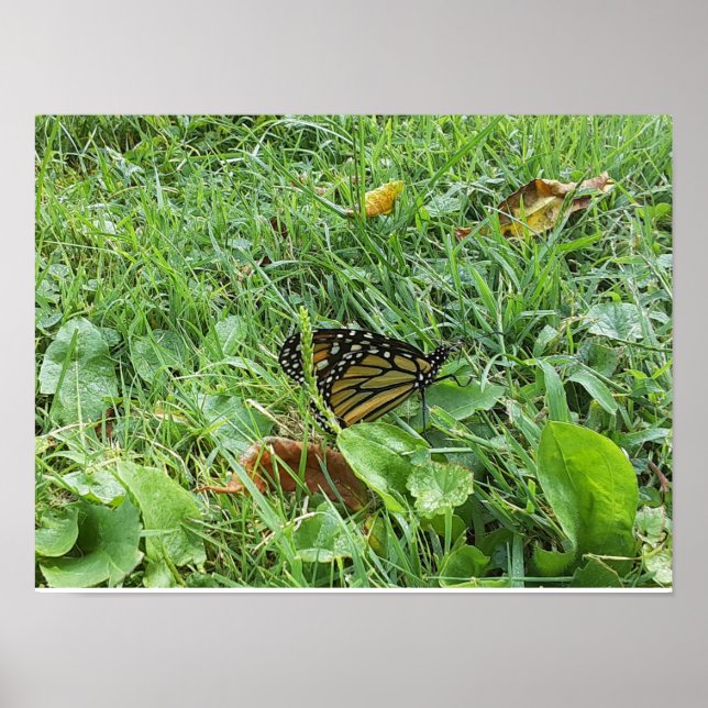 Poster Un papillon monarque (Devant)