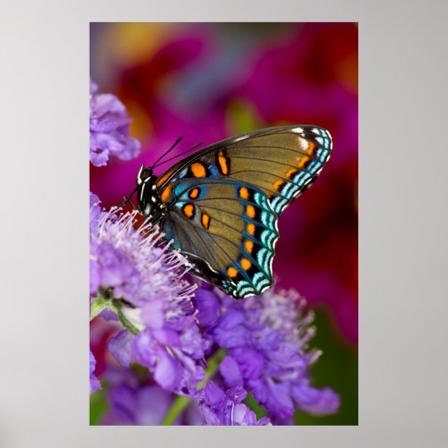 Poster Un papillon swallowtail à épices (Devant)