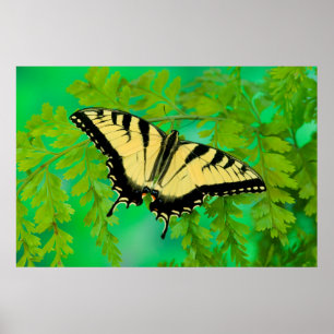 Poster Un papillon swallowtail atterrissant