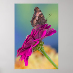 Poster Un papillon swallowtail Papilio Multicaudatus