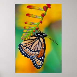 Poster Un papillon Viceroy sur les fleurs