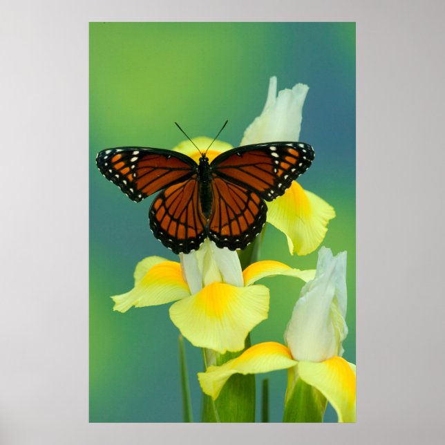 Poster Un papillon Viceroy sur un iris japonais jaune (Devant)