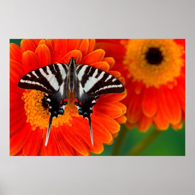 Poster Un papillon Zebra Swallowtail (Devant)