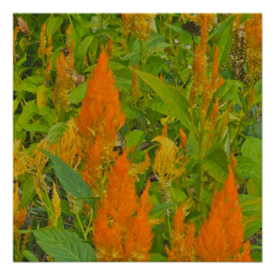 Poster Un peigne de bite avec l'amour brûlant