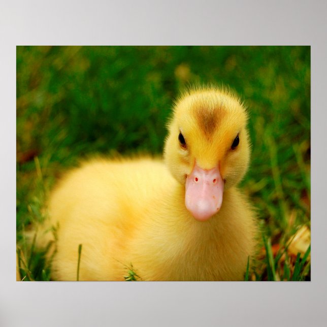 Poster Un Petit Canard (Devant)
