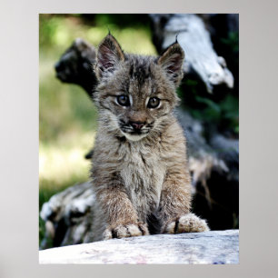 Poster Un petit chaton mignon de Lynx de Canadien