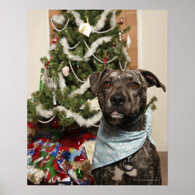 Poster Un pit-bull posant pour un portrait de Noël. (Devant)