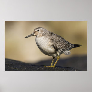 Poster Un Portrait D'Un Noeud