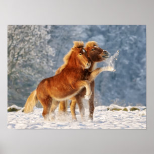 Poster Un poulain de cheval islandais jouant dans la neig