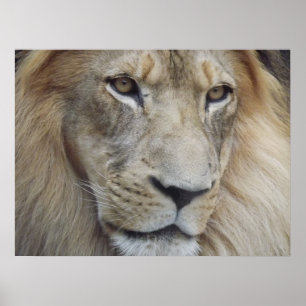 Poster Un regard de lion