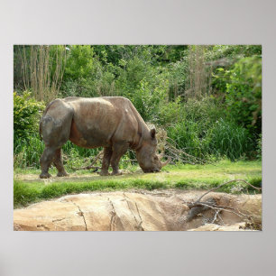 Poster Un rhinocéros