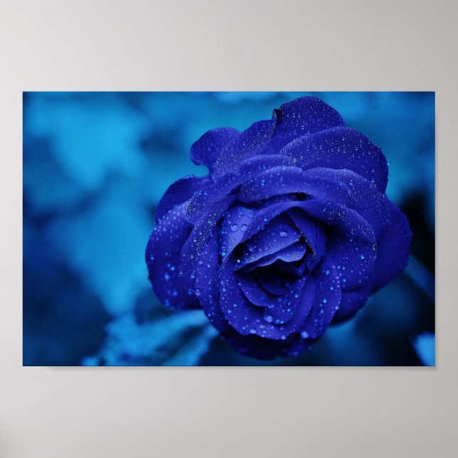 Poster Un Rose Au Bleu (Devant)