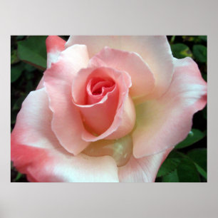 Poster Un rose par tout autre nom.