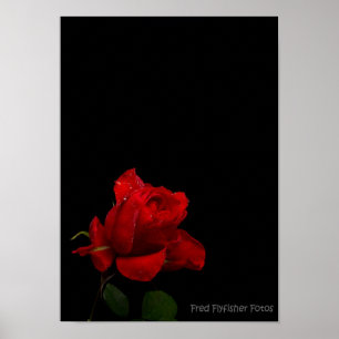 Poster Un rose rouge