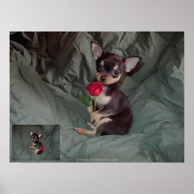 Poster Un Rose tenant une rose rouge (Devant)