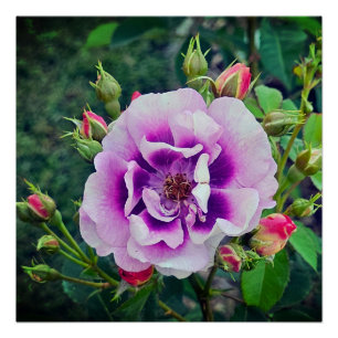 Poster Un rose violet