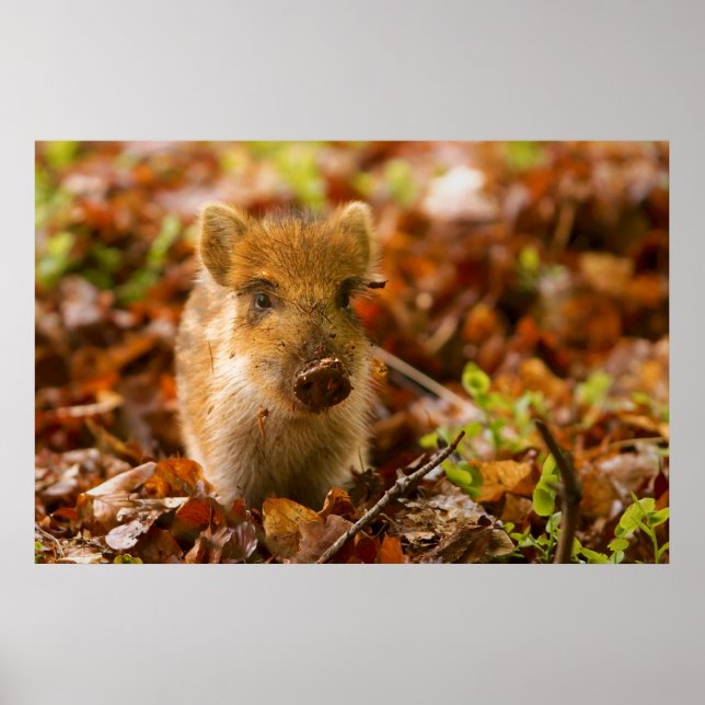 Poster Un sanglier sauvage Sus Scrofa dans les feuilles d (Devant)