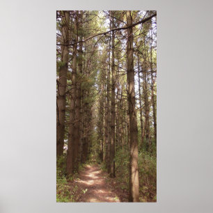 Poster Un sentier dans une forêt de pins