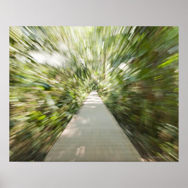Poster Un sentier en bois à travers la forêt tropicale dé (Devant)