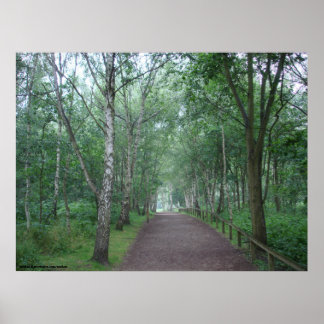Poster Un sentier forestier de Sherwood
