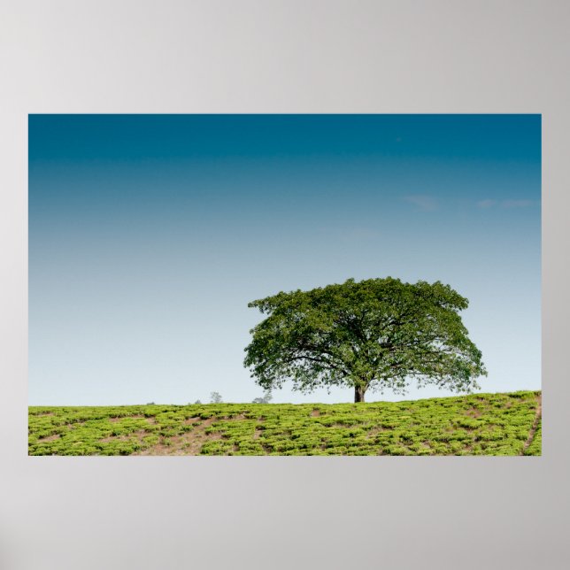Poster Un seul arbre dans les plantations de thé (Devant)