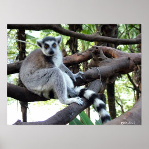 Poster Un singe à queue ronde sur un arbre