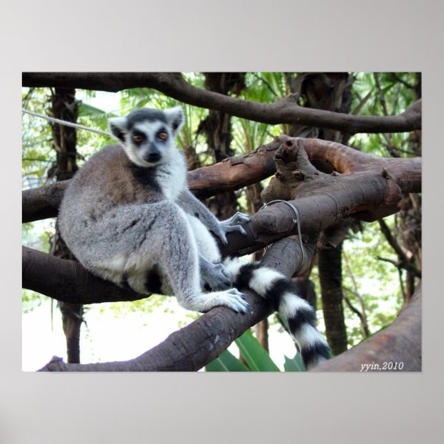 Poster Un singe à queue ronde sur un arbre (Devant)