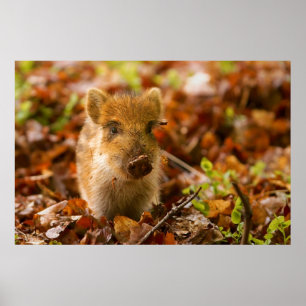 Poster Un Sus Scrofa de porcelet de sanglier dans le