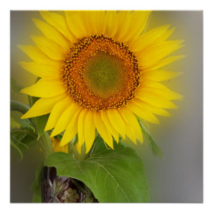 Poster un tournesol brillant