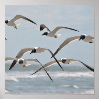 Poster Un troupeau de mouettes de plage s'envole près de