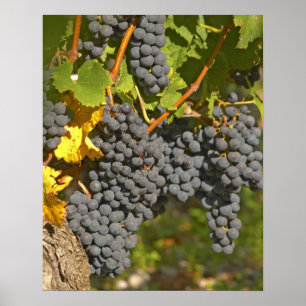 Poster Un vignoble avec des grappes de raisin Merlot mûre