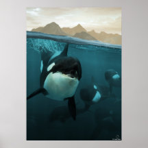 Underwater scene with orca familiale
