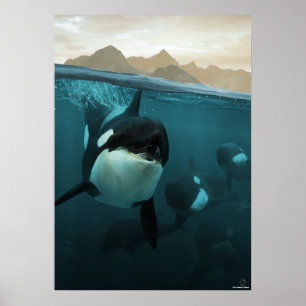 Poster Underwater scene with orca familiale