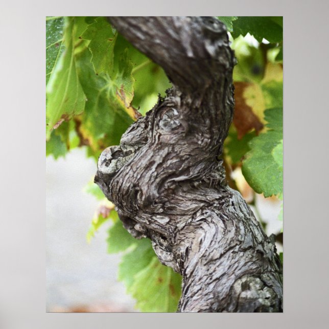 Poster Une branche d'une vigne très ancienne avec des gri (Devant)