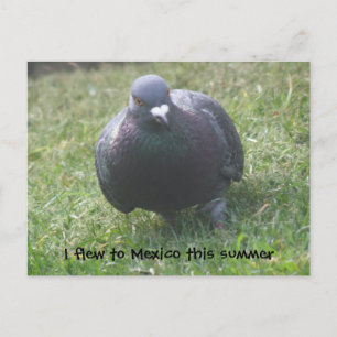 Poster une carte postale personnalisée Pigeon
