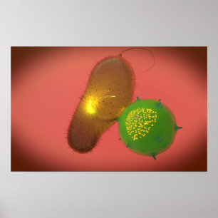 Poster Une Cellule Tueuse Naturelle Injecte La Toxine