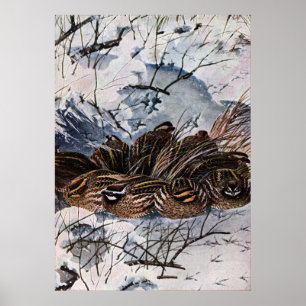 Poster Une couverture de Bobwhites