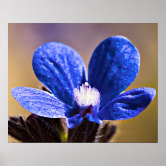 Poster Une fleur bleue