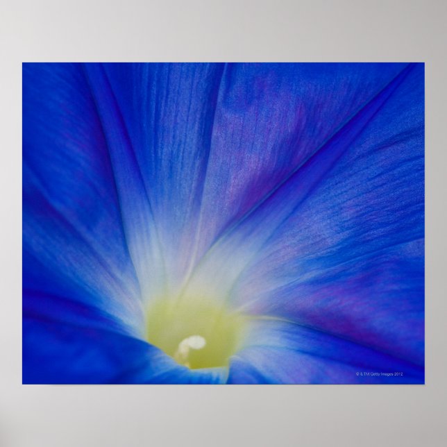 Poster Une fleur glacée bleue du matin (Devant)