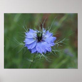 Poster Une fleur violette