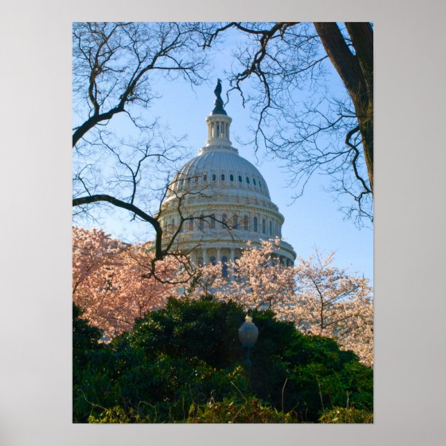 Poster Une floraison majuscule de cerisiers (Devant)