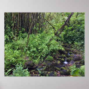 Poster Une forêt tropicale inclut des fougères, un