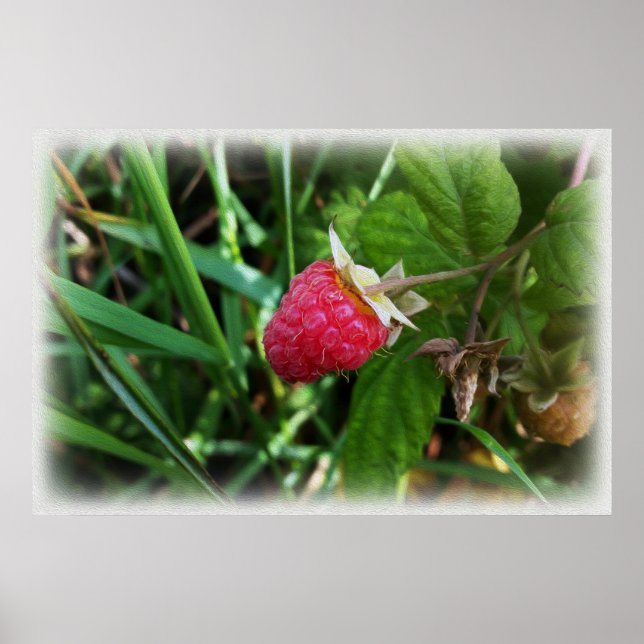 Poster Une framboise mûre (Devant)